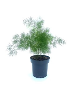 Asparagus Umbellatus (maceta 12 cm Ø)