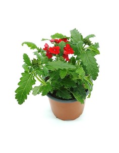 Verbena 2