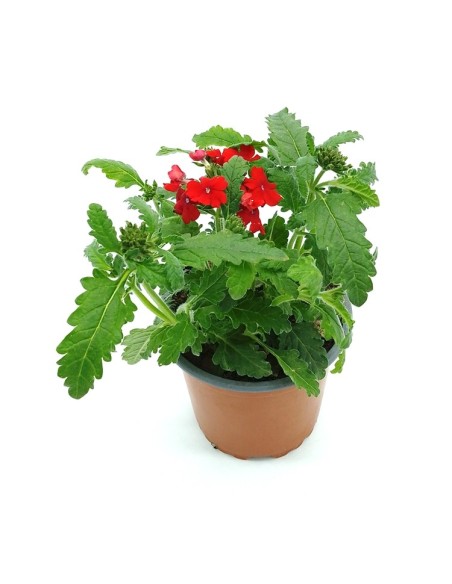 Verbena