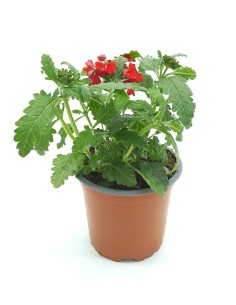 Verveine hybride à partir de 2€ chez Germigarden