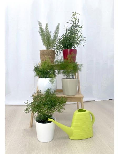 Asparagus Cwebe (vaso de 12 cm Ø)