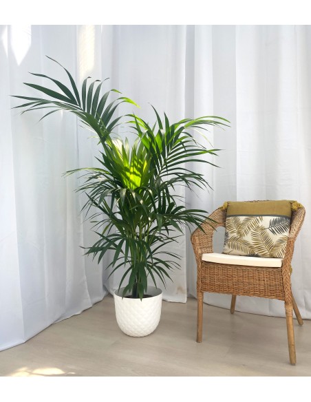 Test autorregant San Remo
