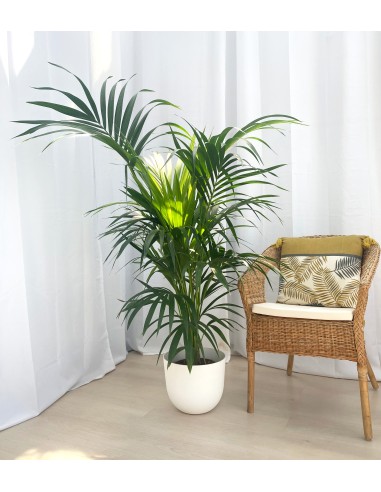 Test autorregant San Remo