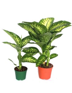 Difenbaquia Tropic
