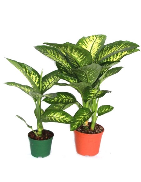 Diphenbaquia Tropic
