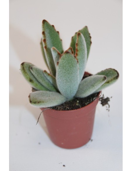 Cactus i crasa (test 5,5 cm ø) variat