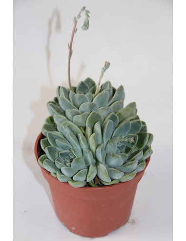 Cactus i crasa (test 5,5 cm ø) variat