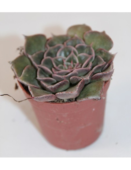 Cactus i crasa (test 5,5 cm ø) variat