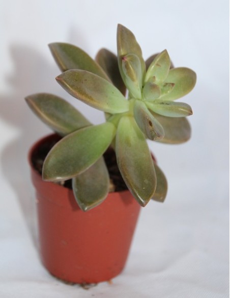 Cactus i crasa (test 5,5 cm ø) variat