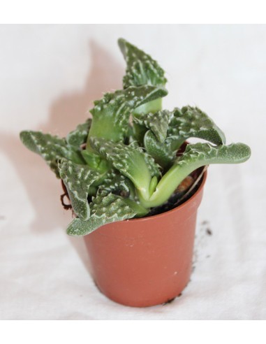 Cactus i crasa (test 5,5 cm ø) variat