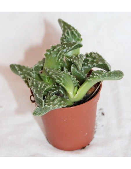 Cactus i crasa (test 5,5 cm ø) variat