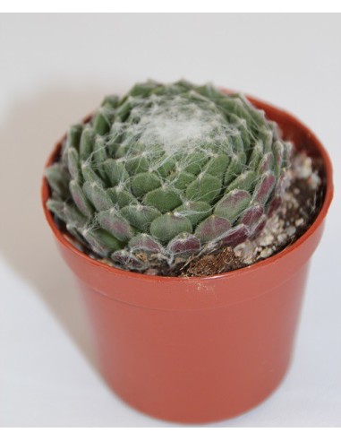 Cactus i crasa (test 5,5 cm ø) variat