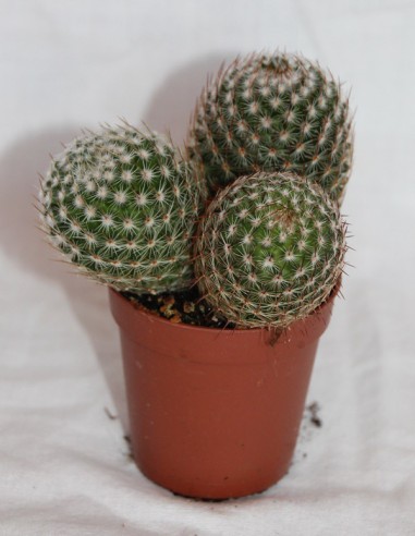 Cactus y suculentas para eventos: bodas, comuniones, bauitizos...