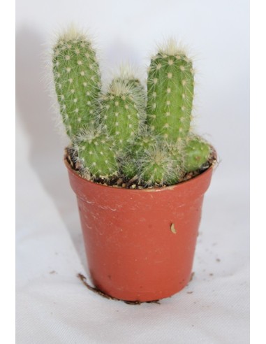 Cactus i crasa (test 5,5 cm ø) variat