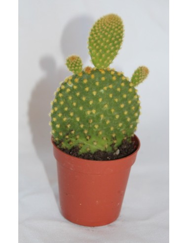 Cactus i crasa (test 5,5 cm ø) variat