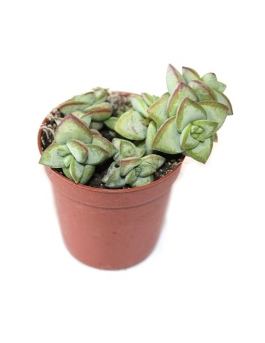 Cactus i crasa (test 5,5 cm ø) variat