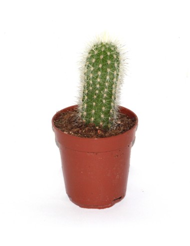 Cactus i crasa (test 5,5 cm ø) variat