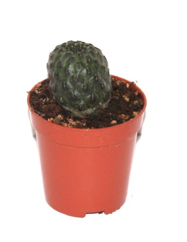 Cactus i crasa (test 5,5 cm ø) variat
