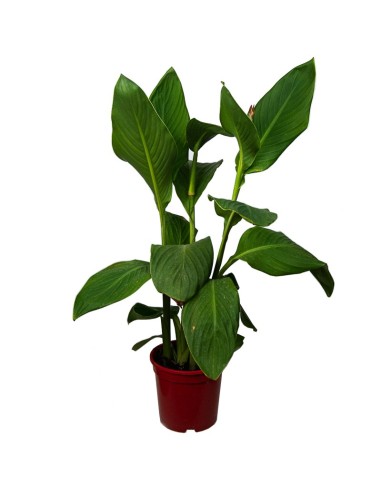 Canna (vaso 17 cm ø)