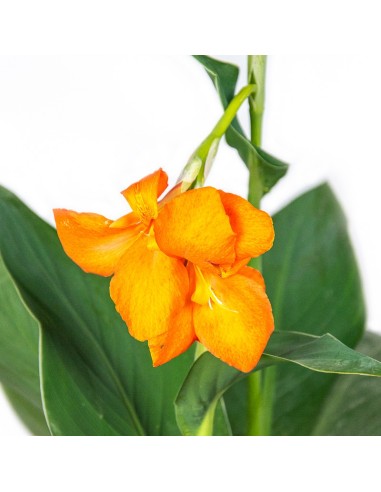 Canna (vaso 17 cm ø)