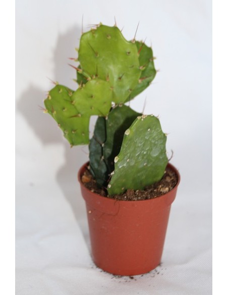 Cactus i crasa (test 5,5 cm ø) variat