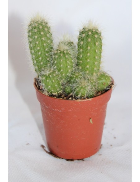Cactus i crasa (test 5,5 cm ø) variat