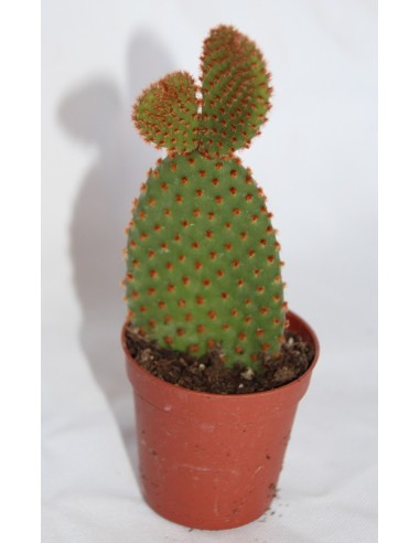 Cactus i crasa (test 5,5 cm ø) variat