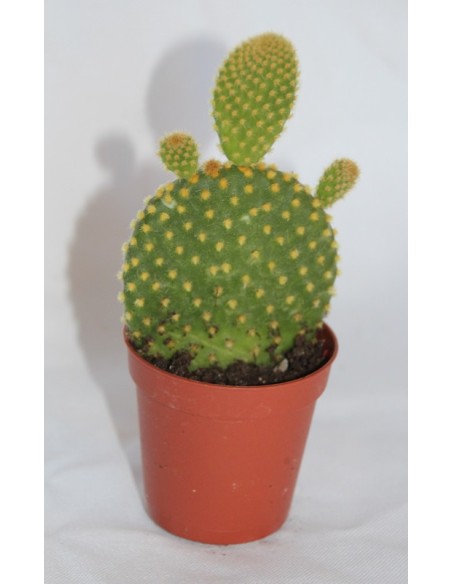 Cactus i crasa (test 5,5 cm ø) variat