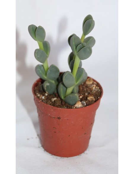 Cactus i crasa (test 5,5 cm ø) variat