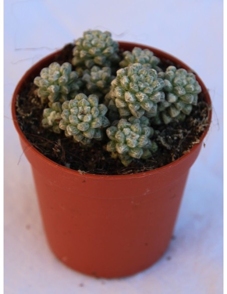 Cactus i crasa (test 5,5 cm ø) variat