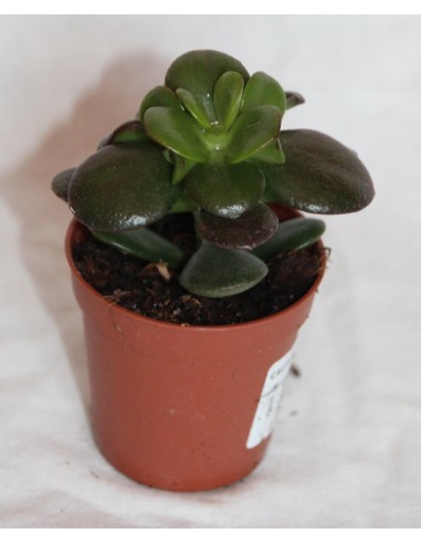 Cactus i crasa (test 5,5 cm ø) variat