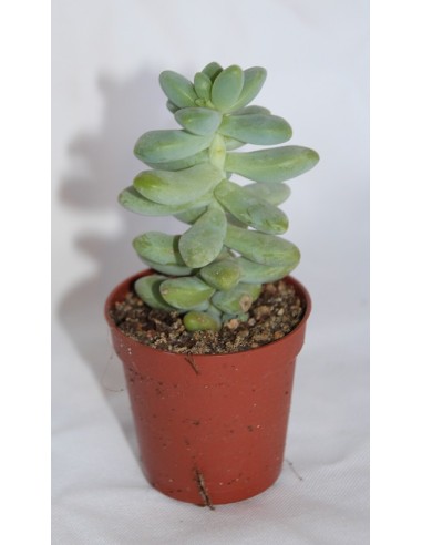 Cactus i crasa (test 5,5 cm ø) variat