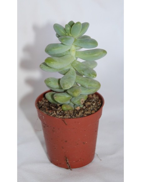 Cactus i crasa (test 5,5 cm ø) variat