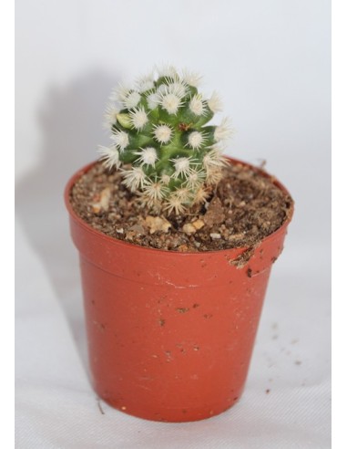 Cactus i crasa (test 5,5 cm ø) variat