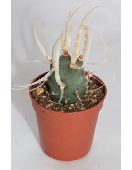 Cactus i crasa (test 5,5 cm ø) variat