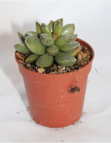 Cactus i crasa (test 5,5 cm ø) variat