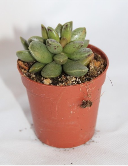 Cactus i crasa (test 5,5 cm ø) variat