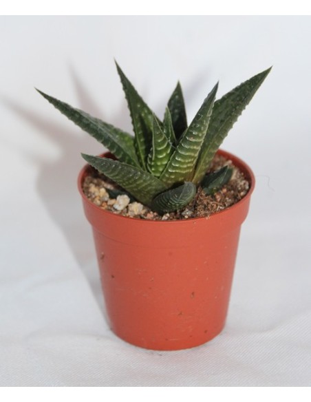 Cactus i crasa (test 5,5 cm ø) variat