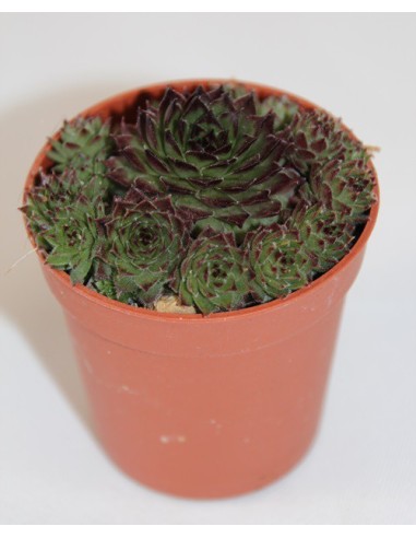 Cactus i crasa (test 5,5 cm ø) variat