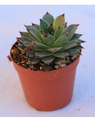 Cactus i crasa (test 5,5 cm ø) variat