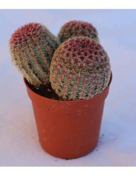 Cactus i crasa (test 5,5 cm ø) variat
