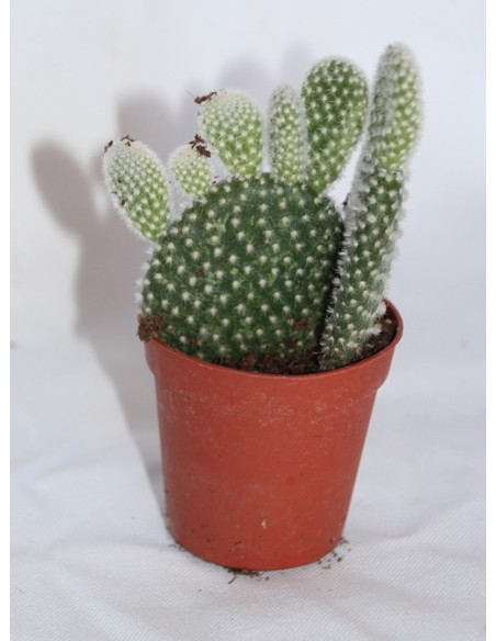 Cactus i crasa (test 5,5 cm ø) variat