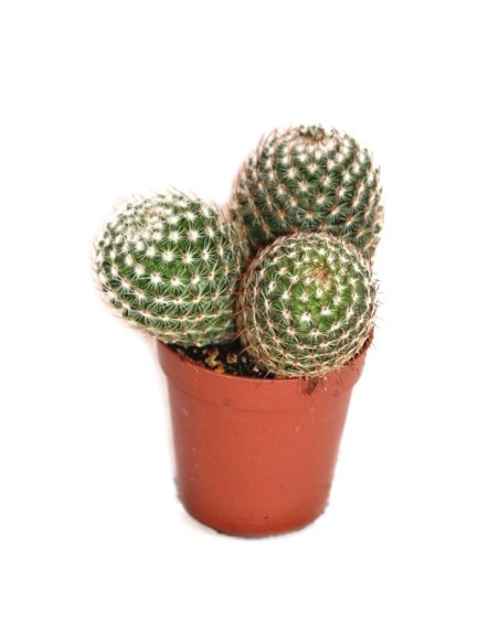 Cactus y crasa (maceta 5,5 cm ø) variado