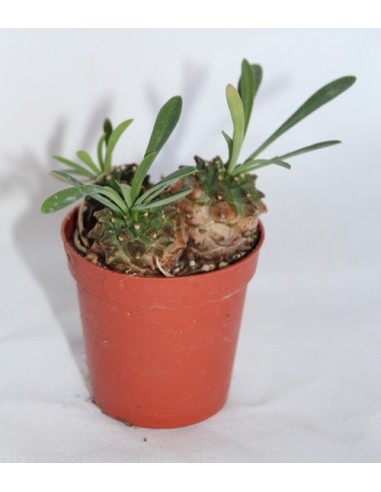 Cactus (maceta 5,5 cm ø)