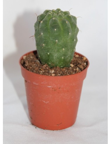 Cactus y crasa (maceta 5,5 cm ø) variado