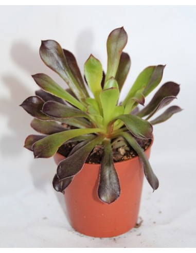 Cactus y crasa (maceta 5,5 cm ø) variado