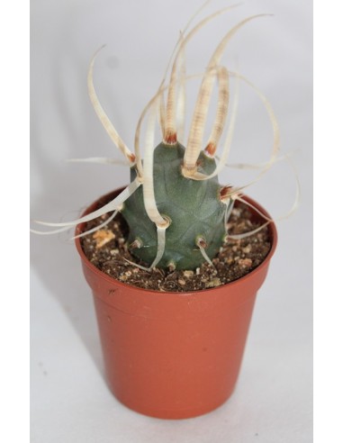 Cactus y crasa (maceta 5,5 cm ø) variado