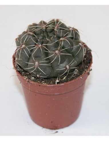 Cactus y crasa (maceta 5,5 cm ø) variado