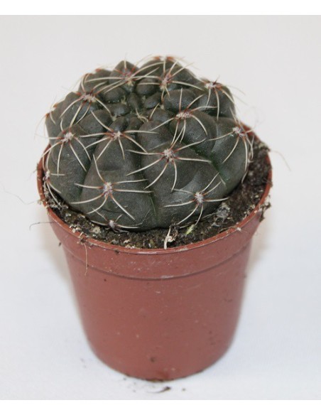 Cactus y crasa (maceta 5,5 cm ø) variado