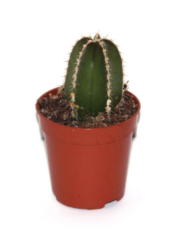 Cactus y crasa (maceta 5,5 cm ø) variado